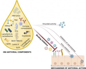 Meccanismi di azione componenti antivirali
